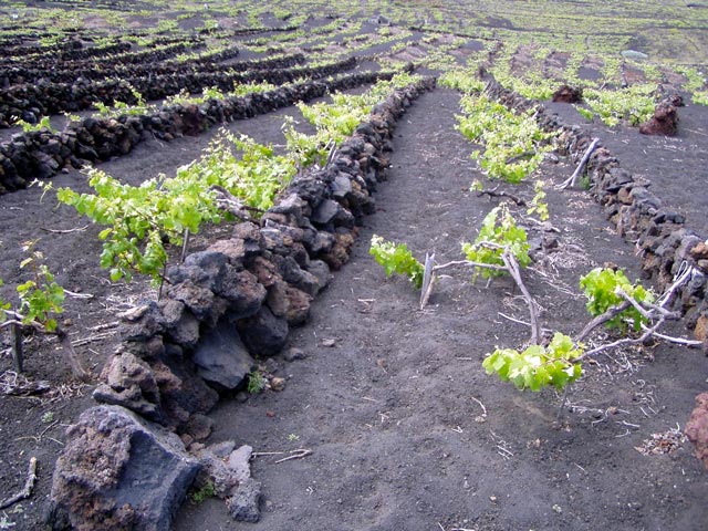 Wein auf La Palma
