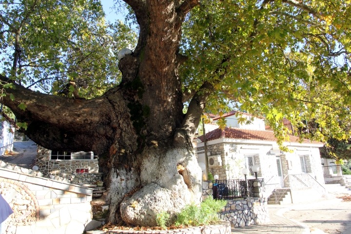 Uralter Baum 