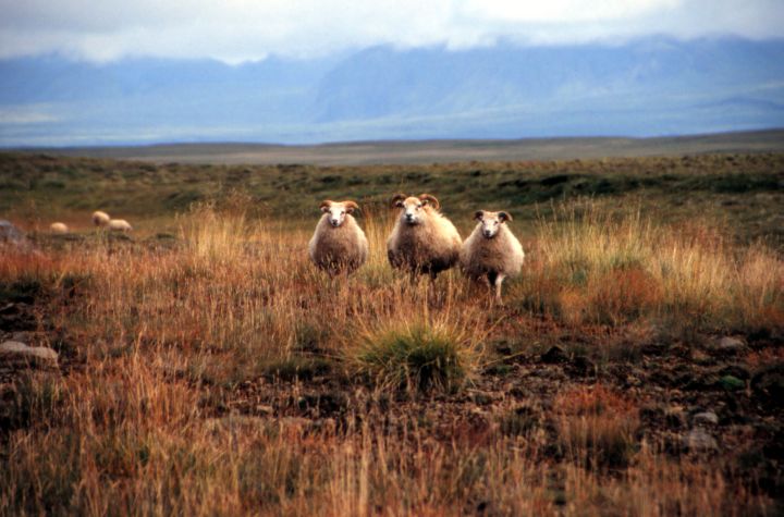 Mosf&aelig;llsb&aelig;r