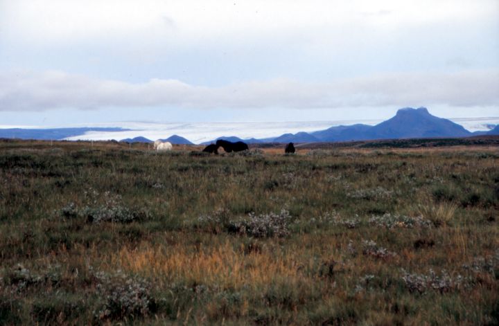 Islandpferde & Gletscher