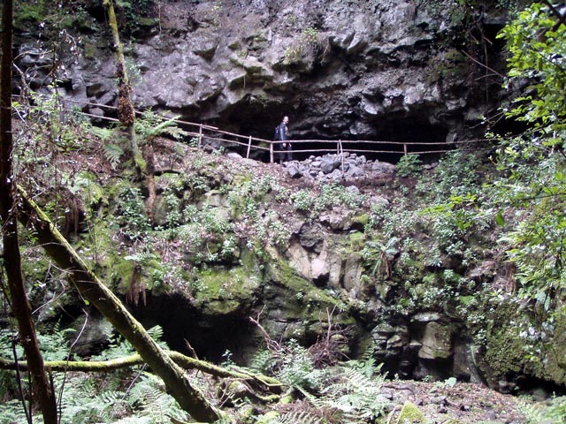 Lorbeerwald bei La Zarza