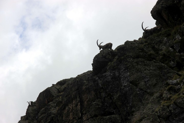 Noch mehr Steinb&ouml;cke
