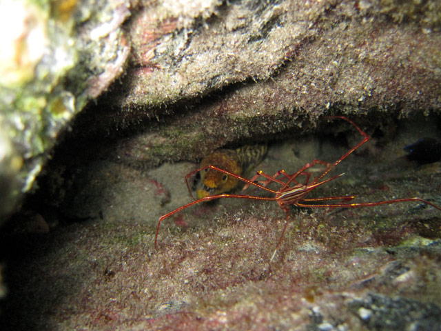 Mur&auml;ne + Krabbe tbd