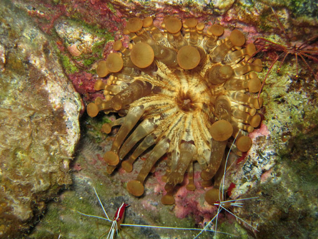 Tigermur&auml;ne tbd