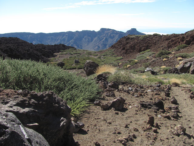 Weg durch Ginsterb&uuml;sche