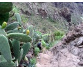 [Barranca de Masca]