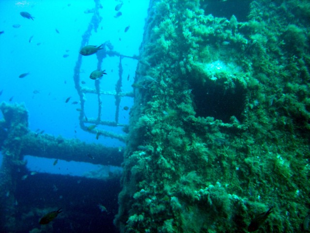 Wrack bei Secca della Colombara