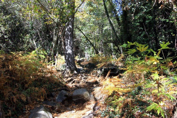 Pfad zum Kaledonia Wasserfall