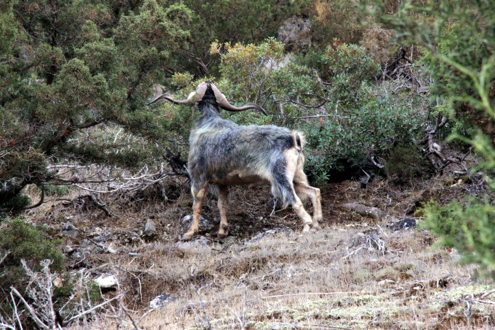Zypern-Mufflon
