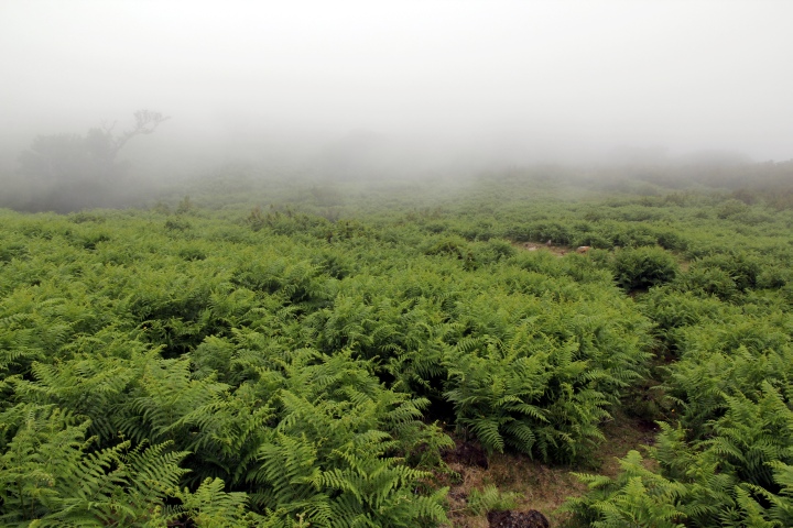 Farn im Passatnebel