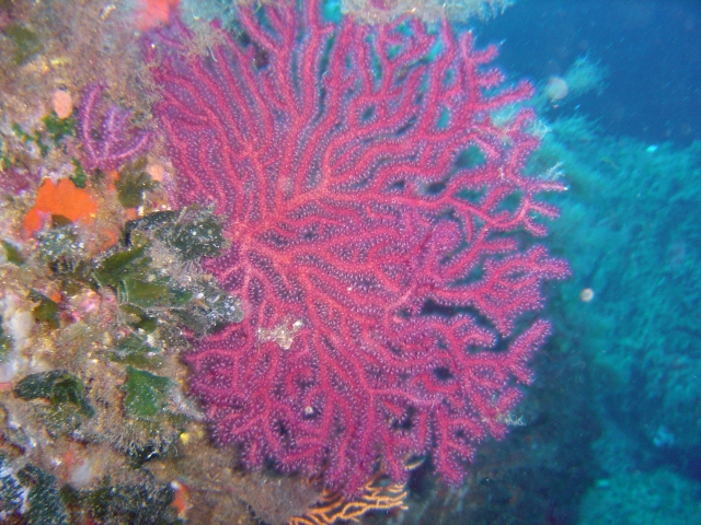 Gorgonie