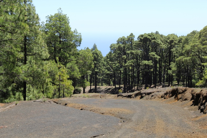 Abstieg im Pinienwald