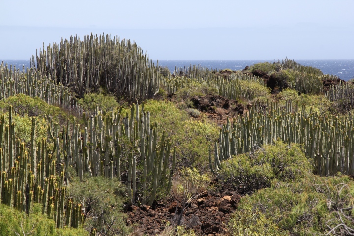 Kakteen &uuml;berall