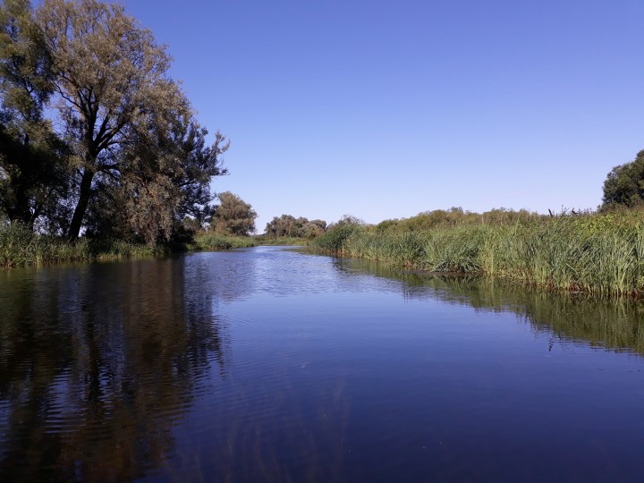 Treiben laasen bringt nix