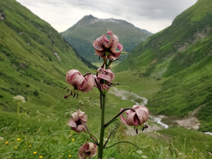 T&uuml;rkenbund-Lilie