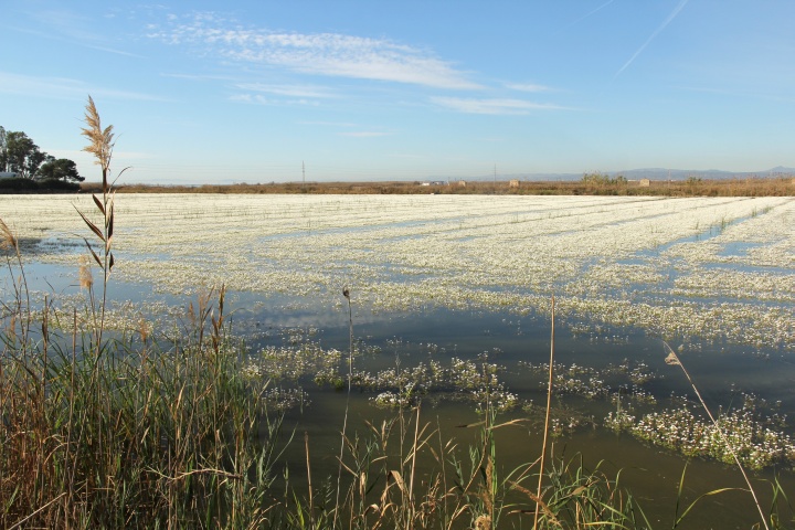 „Bl&uuml;tenmeer”