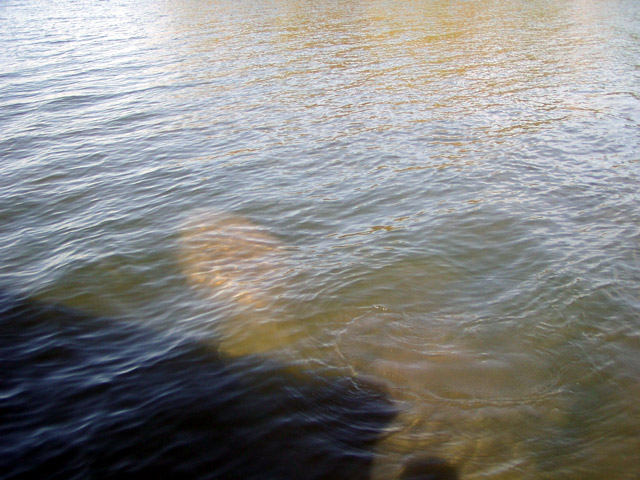 Suchbild mit Manatee