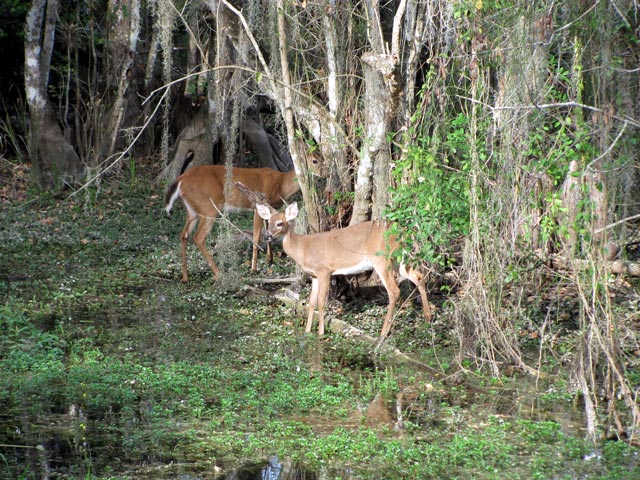 Rehe in den Everglades