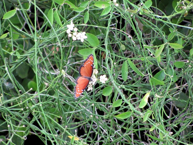 Schmetterling