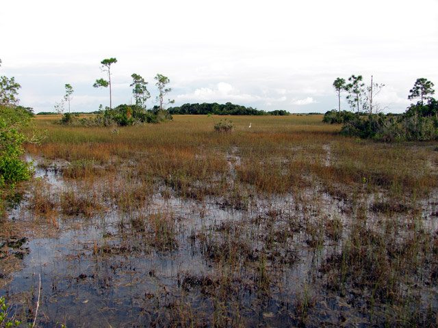 Everglades