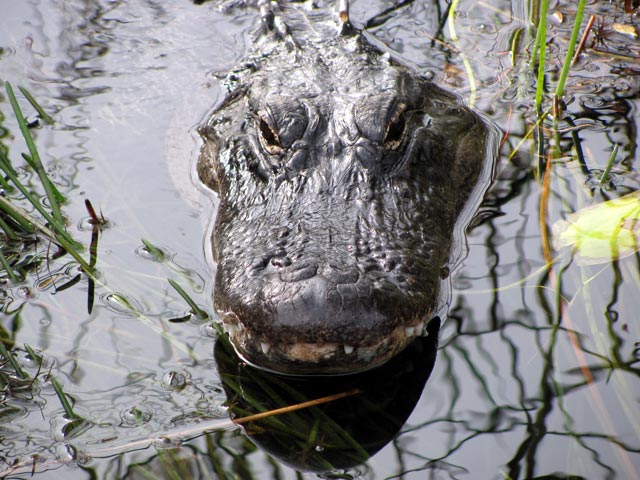 See you later alligator