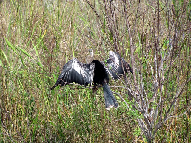 Anhinga