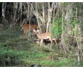 [Rehe in den Everglades]