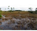 [Everglades]