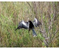 [Anhinga]
