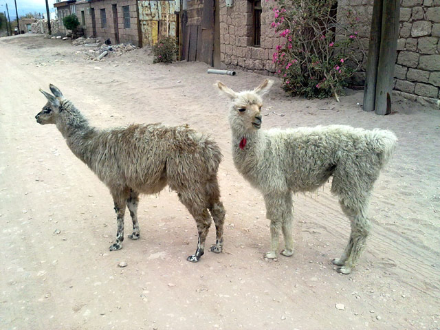 Lamas in Toconao