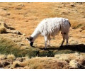 [Lama]