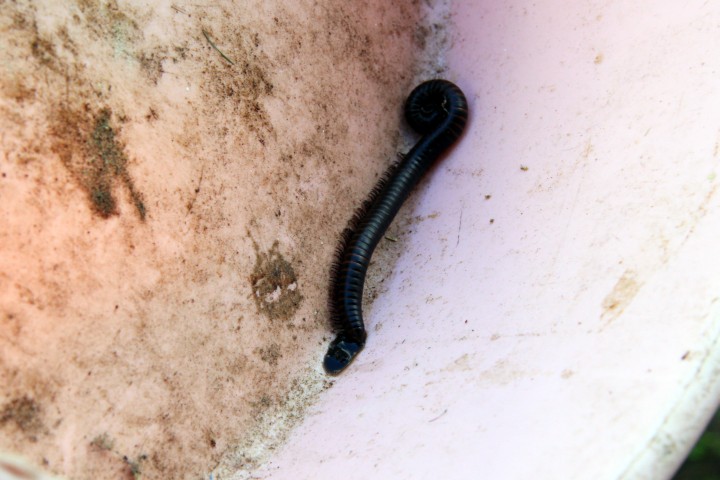 Tausendf&uuml;&szlig;ler