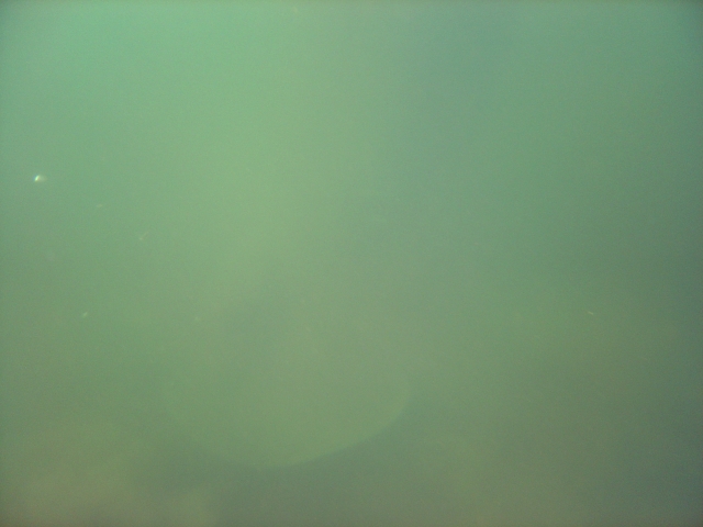 Suchbild mit Schwanzflosse