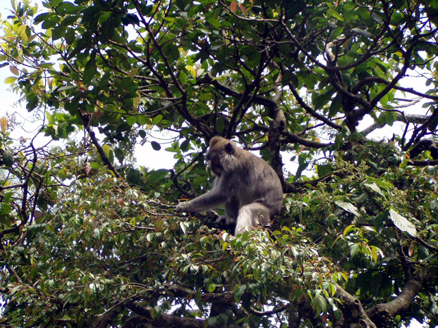 Bali Monkey