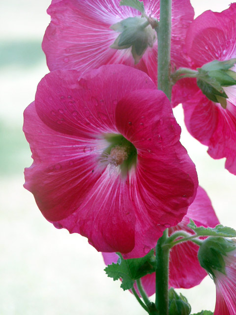 Hibiskus