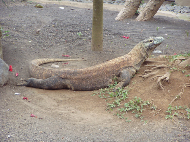 Komodo Waran