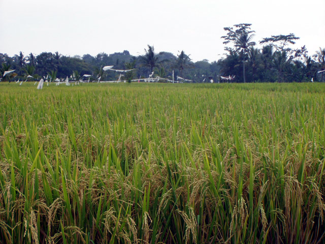 Reisfelder