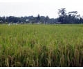 [Reisfelder]