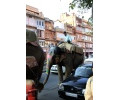 [Elefant]