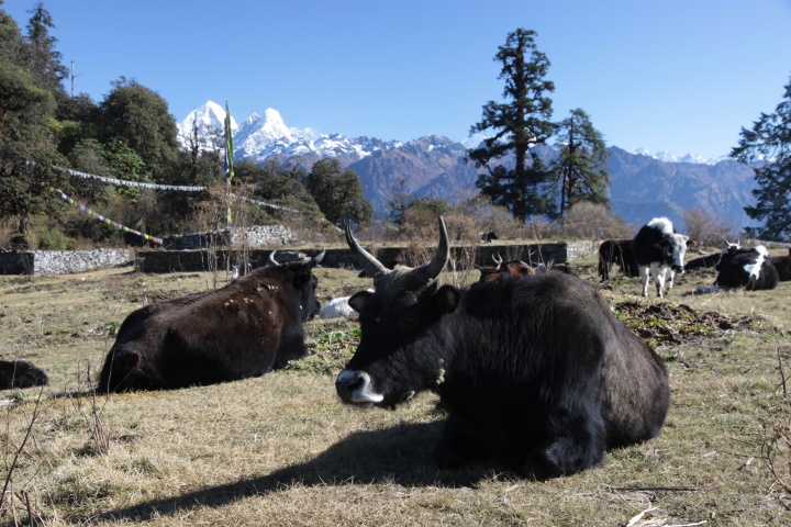 Kuh oder Yak?