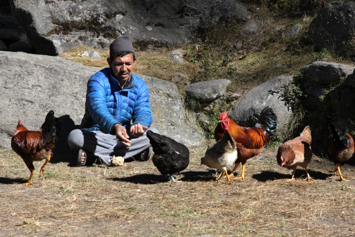 H&uuml;hnerf&uuml;tterung