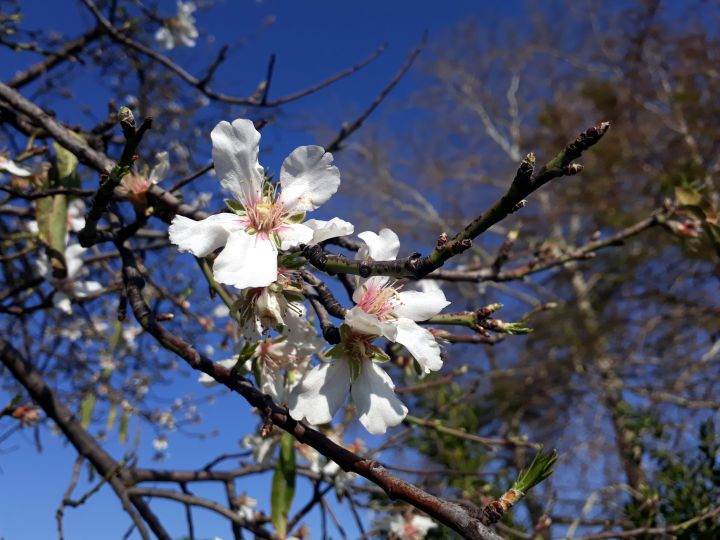 Bl&uuml;tenpracht im Februar