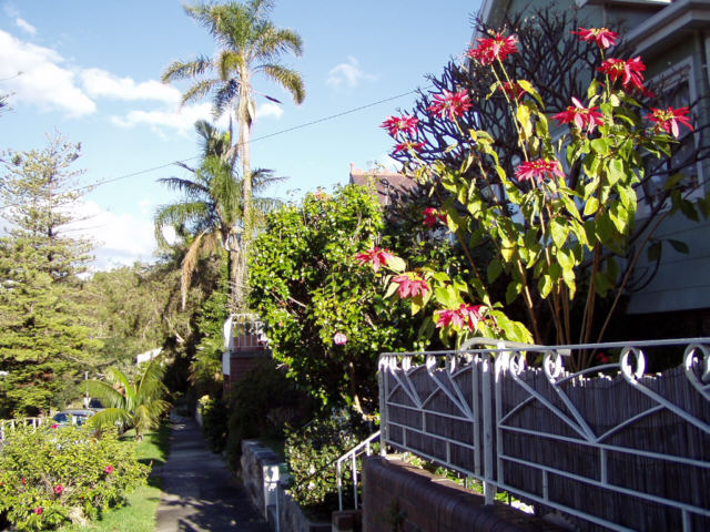 Ein Weihnachtsstern!