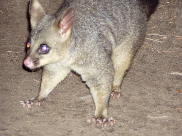 Ein Possum