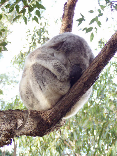 Koala