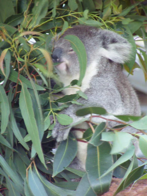 Koala