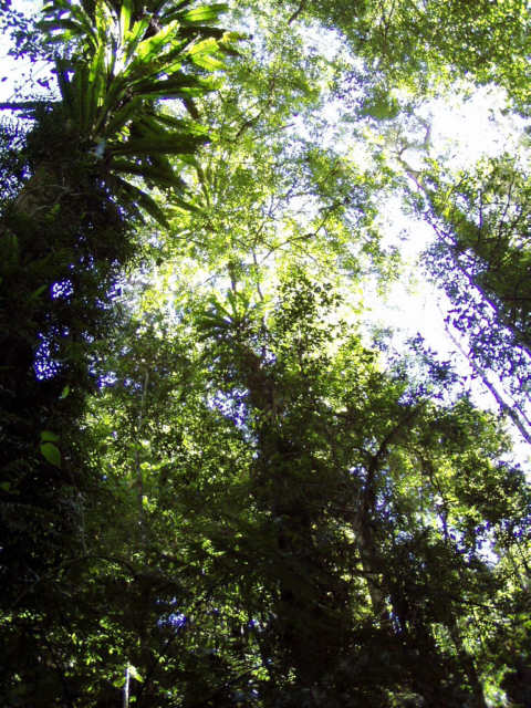 Regenwald im Dorrigo N.P.