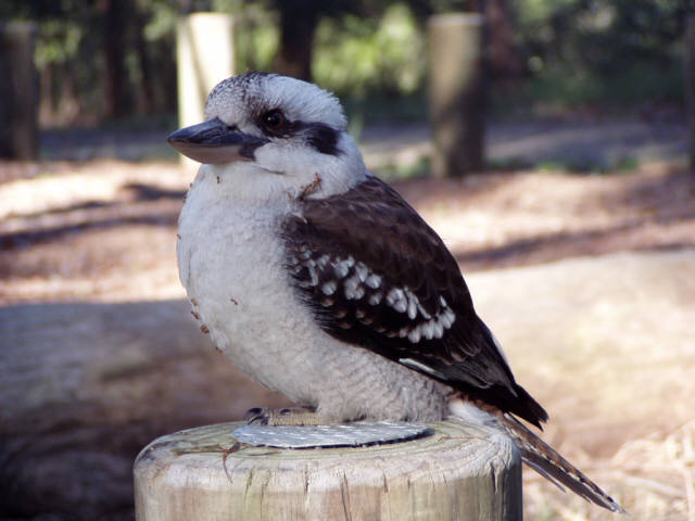 Kookaburra