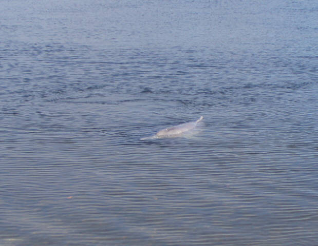 Delfine in Tin Can Bay