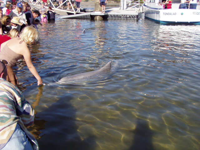 Delfine in Tin Can Bay